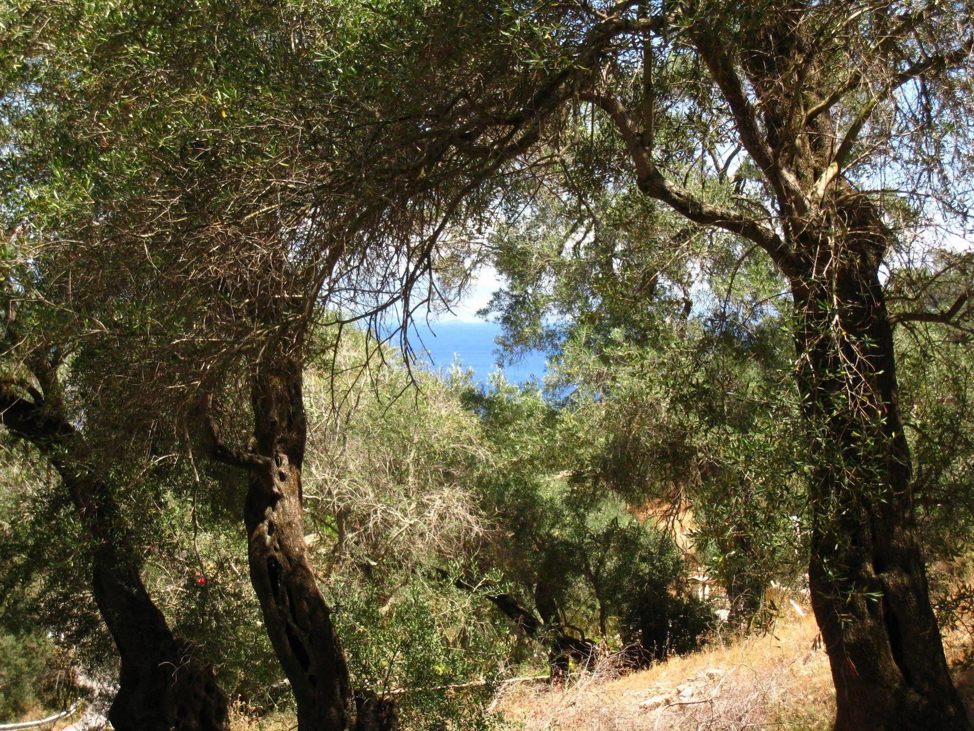 Adamantia Hotel Gaios Bagian luar foto